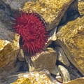 Purpurrose (Actinia equina)